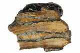 Mammoth Molar Slice With Case - South Carolina #95285-1